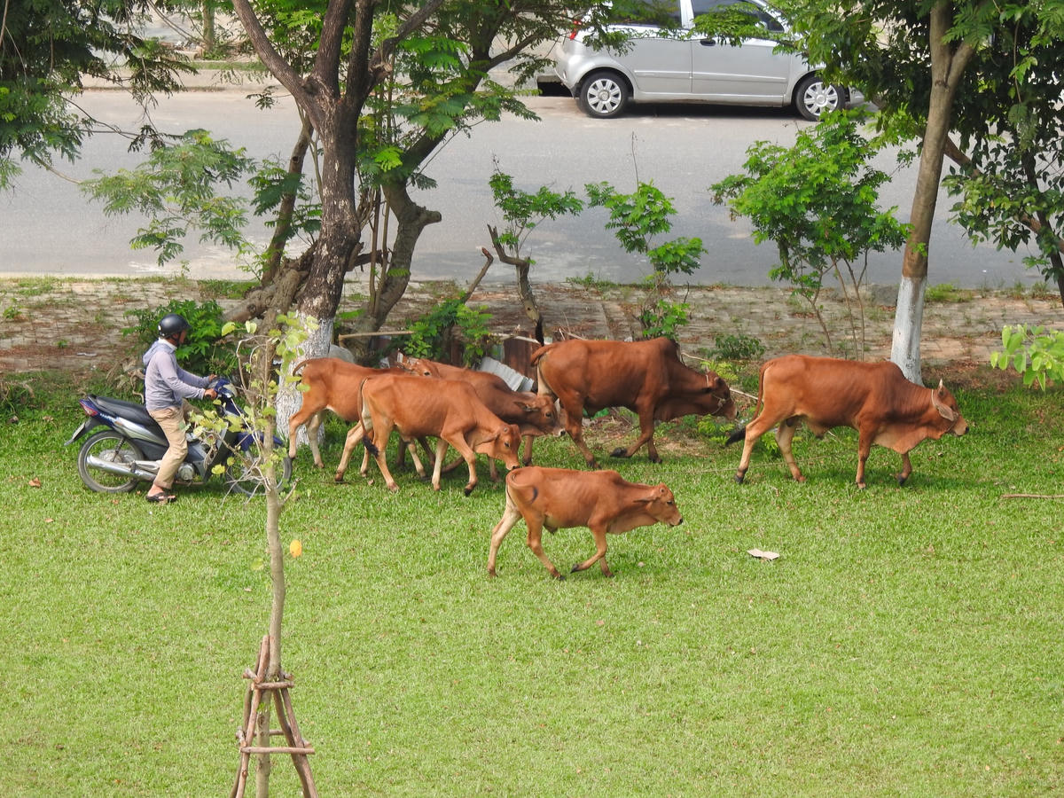 Gần 20 con bò được chăn thả dọc tuyến đường Hoàng Trung Thông, Trần Triệu Luật (ảnh chụp ngày 9,10/4). Ảnh Bình Nguyên.