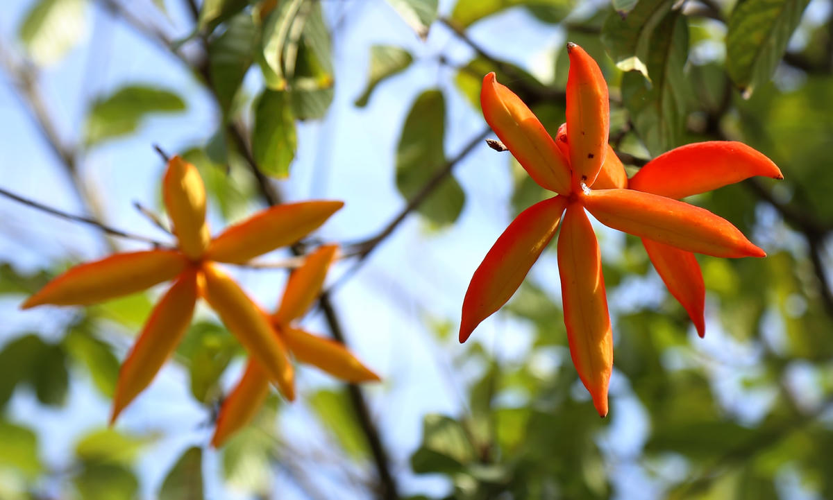 Hòa Bình: 'Rực rỡ sắc sang' trên đường phố