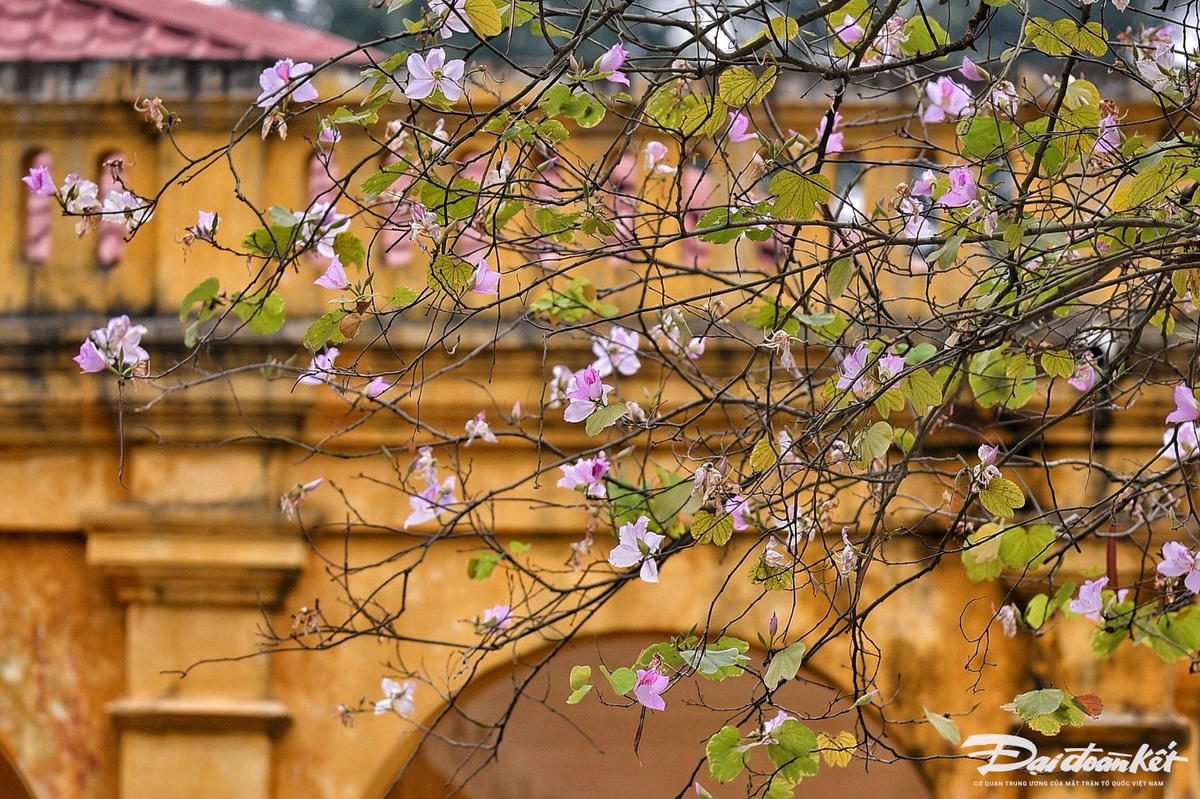 W_hoa_ban-le-khanh3.jpg