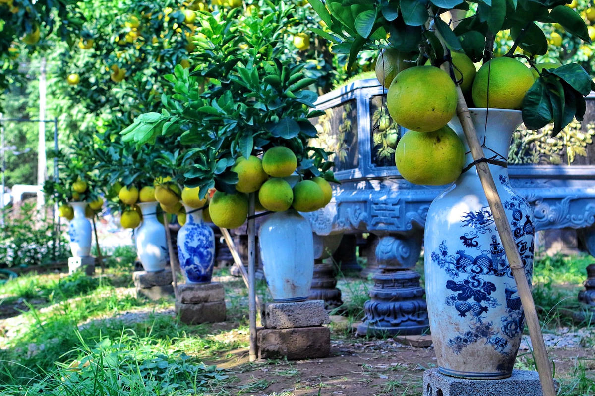 Không chỉ có những cây to có giá trị lớn mà trong vườn có đầy đủ các loại kích thước để người yêu cây có thể dễ dàng sở hữu. Những cây nhỏ có thể đặt trong phòng khách cho đến những cây gốc to nửa mét, cao vài mét để trưng bày trong sân vườn.