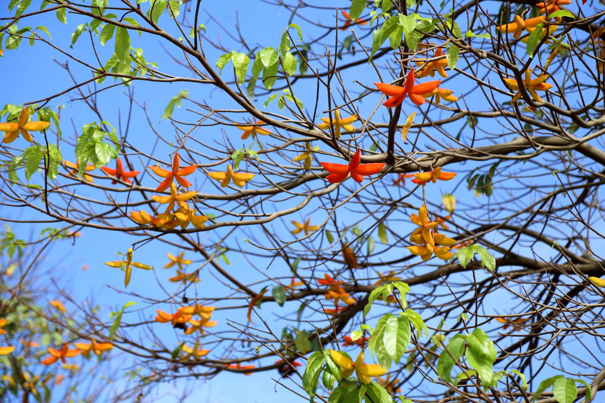 Quả sang chuyển đủ màu sắc từ xanh, vàng, cam, sang đỏ thẫm tạo nên những gam màu rực rỡ, hấp dẫn...