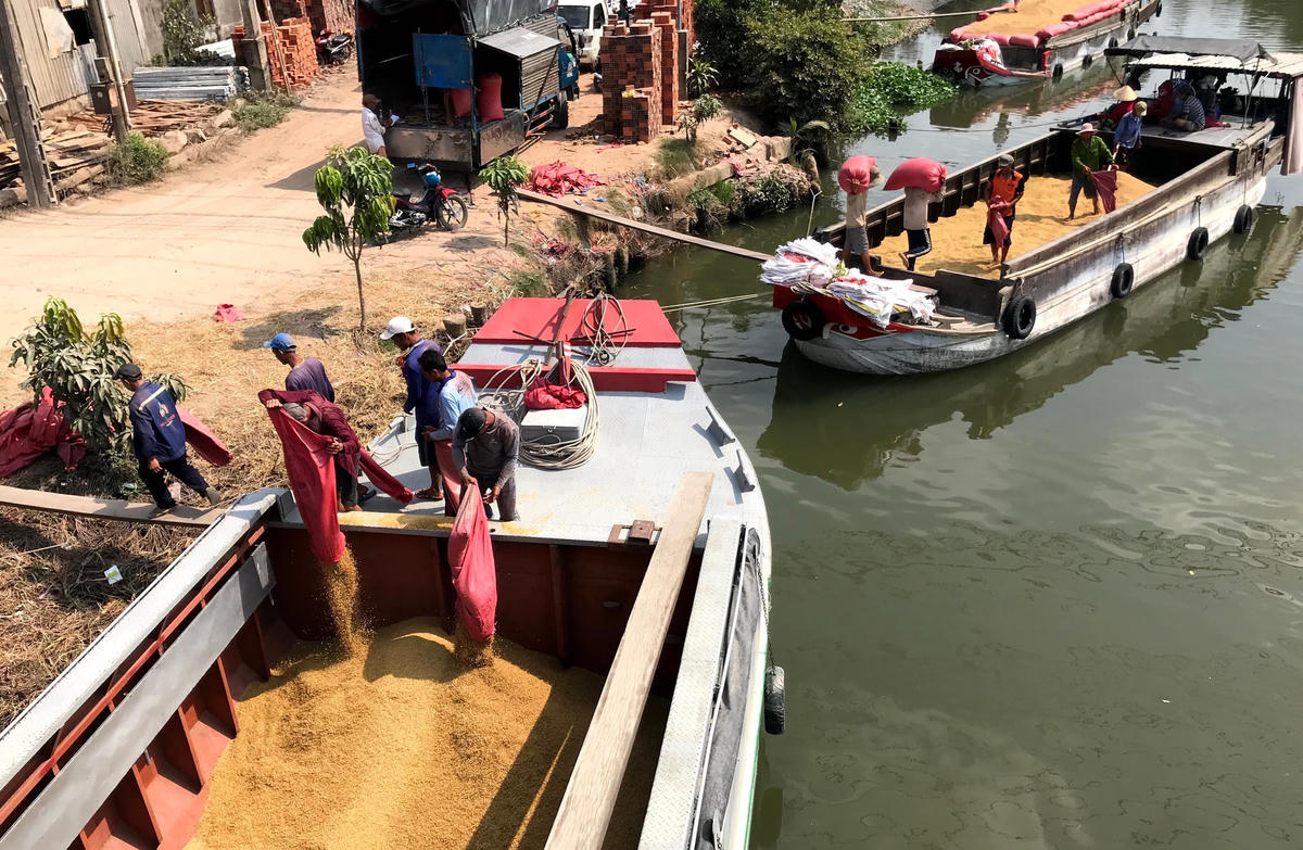 Những ghe lúa thương hồ của vùng Đồng Tháp Mười.  