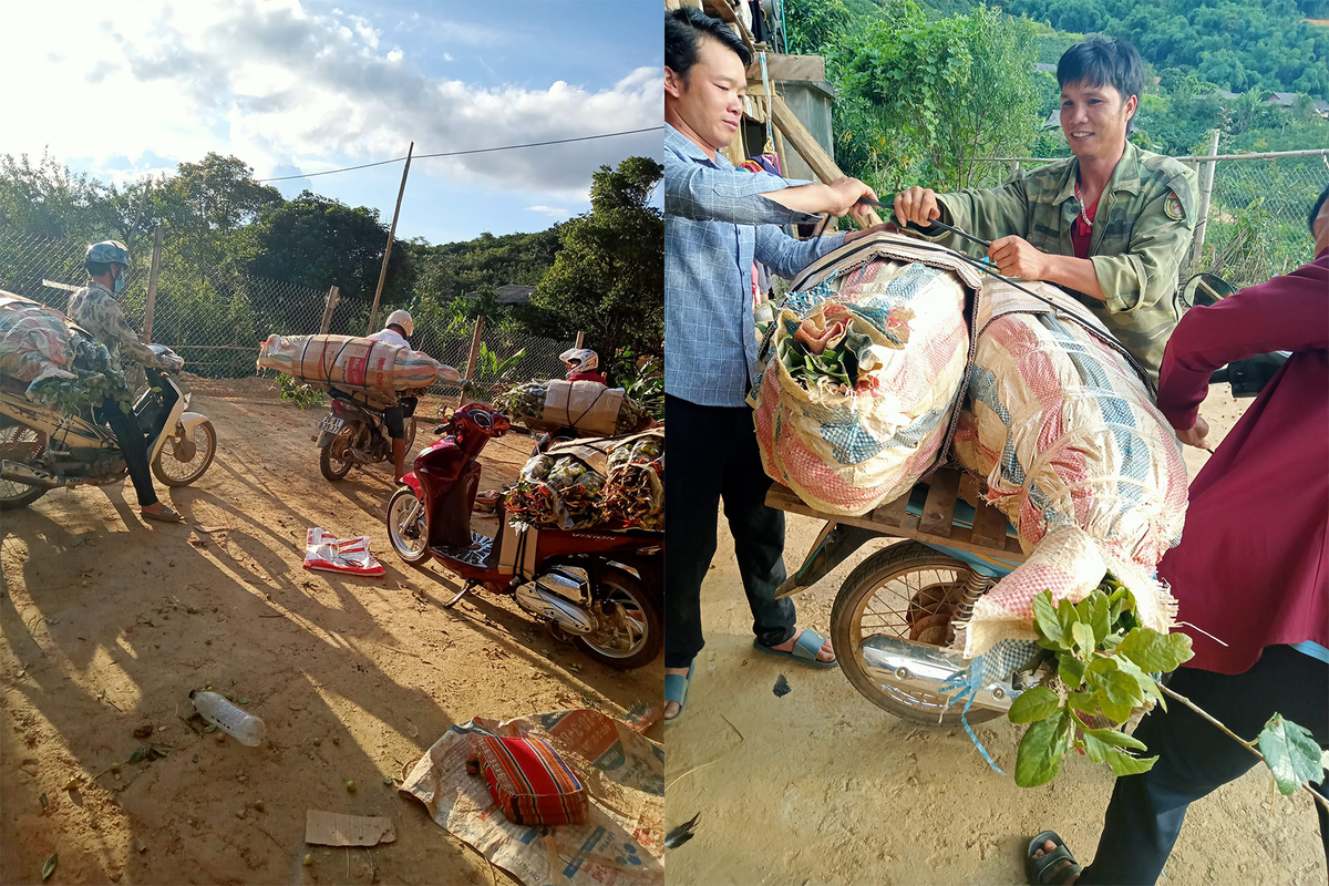 Gia đình nhà chị Lò Thị Phượng (Huyện Mai Sơn, tỉnh Sơn La) thu hoạch cành táo mèo theo đơn đặt hàng. (Ảnh: NVCC).