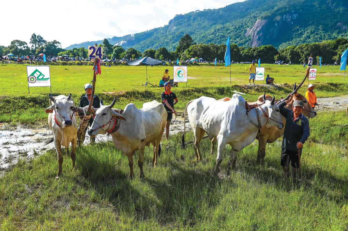 Chuẩn bị vào cuộc đua.  