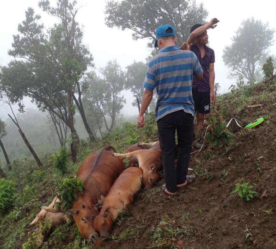 Số đàn bò của các hộ dân Trà Vân bị sét đánh chết.