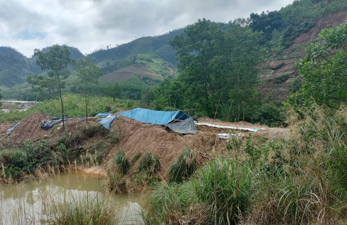 Một lán trại phu vàng bỏ lại nằm giữa rừng keo.