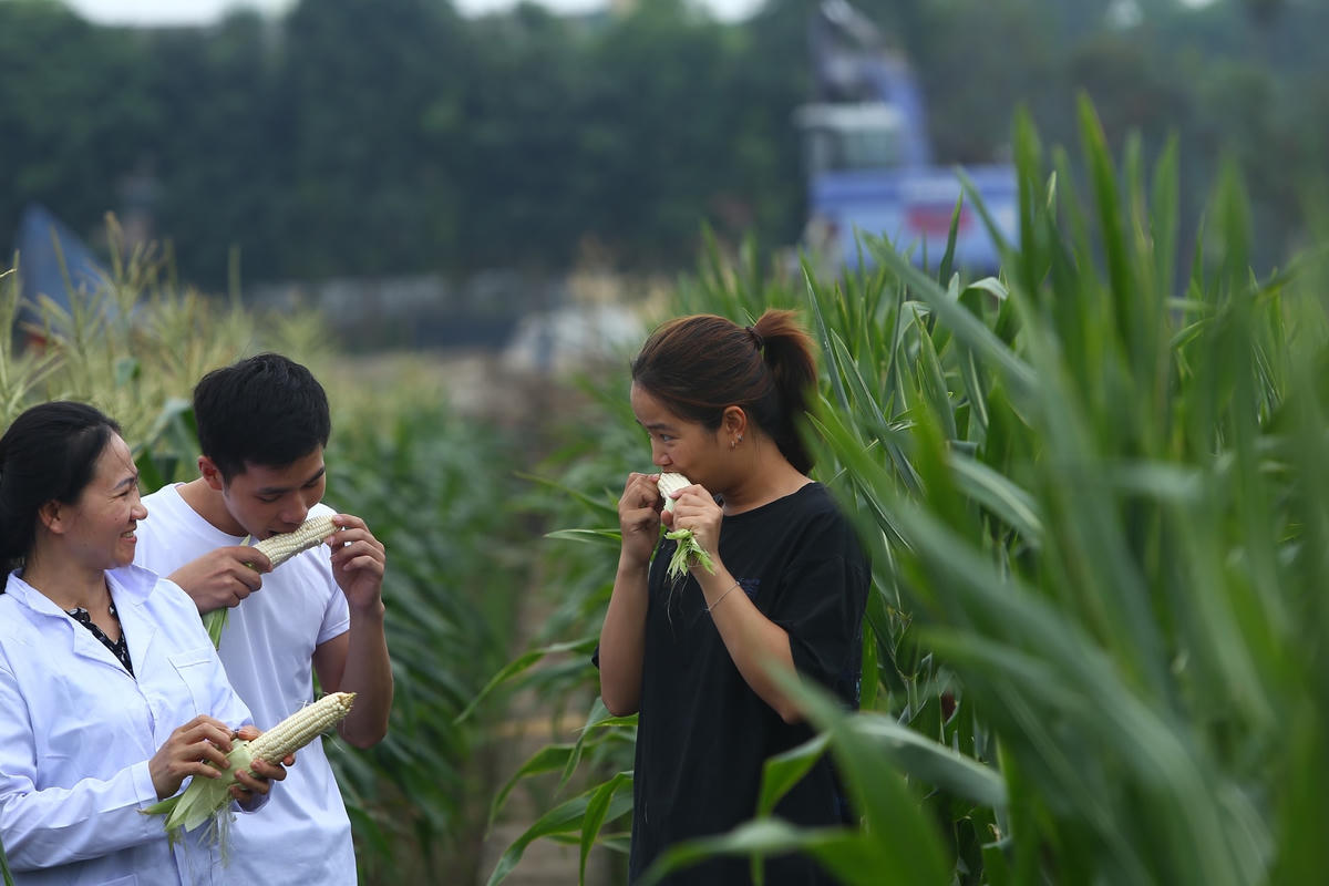 Ngoài ăn tươi, giống ngô này có thể xay làm nước ép, sữa, sinh tố mà không làm mất đi hàm lượng vitamin trong ngô. 