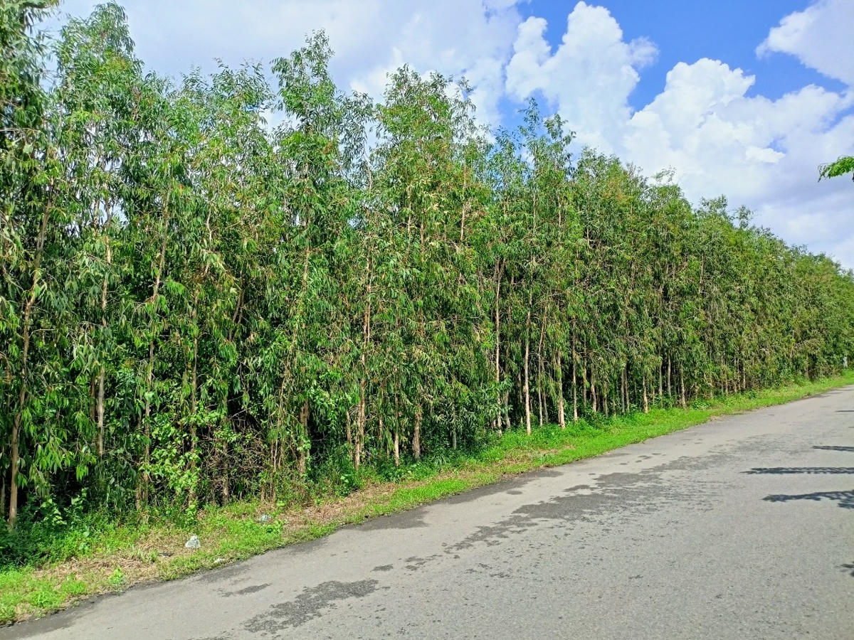 Nguồn lợi từ rừng rất đa dạng, phong phú đã góp phần giúp người dân huyện U Minh có cuộc sống ấm no.