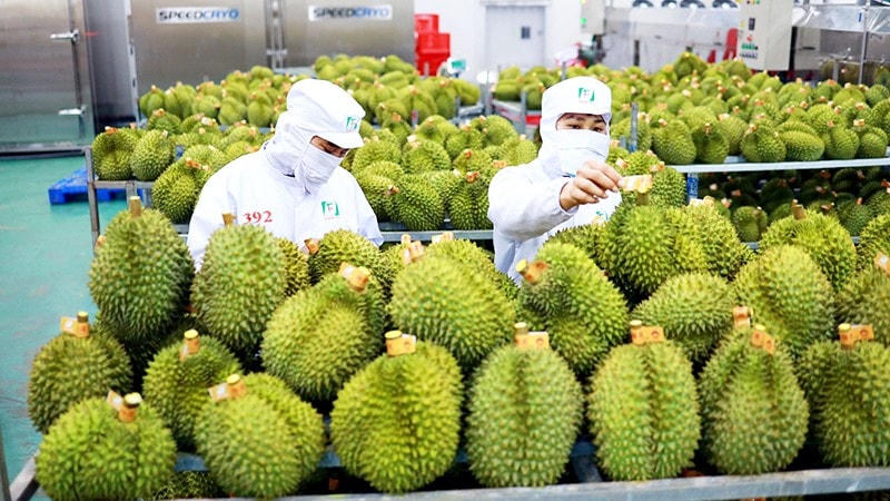 Xuất khẩu sầu riêng thời gian qua tăng kỷ lục.
