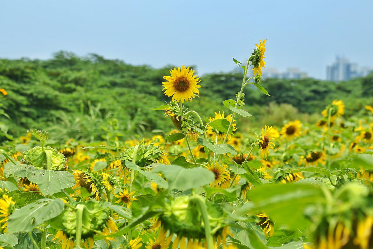 "Tôi không nghĩ đồi hoa hướng dương này lại đẹp đến như vậy, khi đến đây tôi cảm thấy choáng ngợp như lạc vào một thế giới khác. Cảm giác yên bình đến lạ kỳ", chị Huyền chia sẻ.