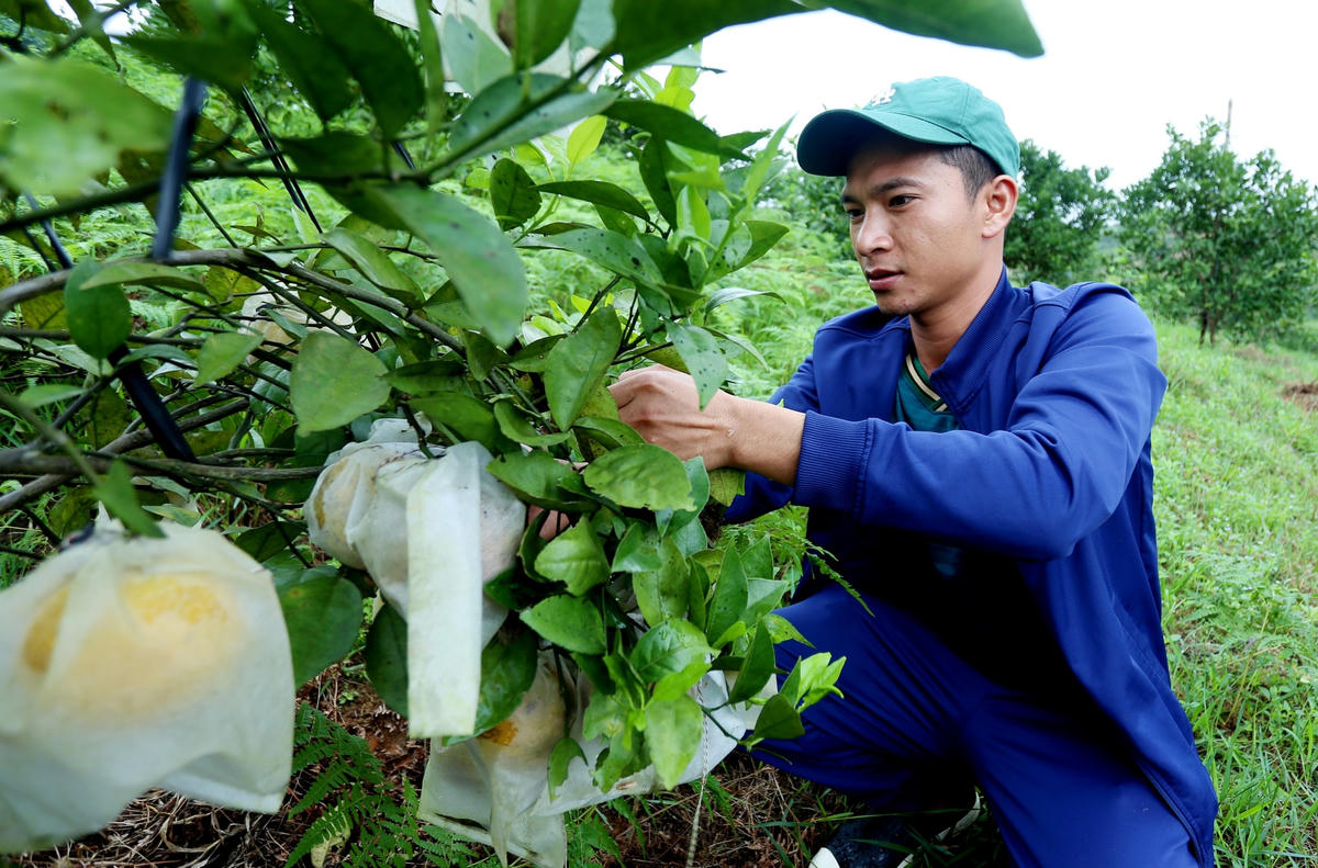 Gia đình anh Đinh Công Việt Minh (34 tuổi, trú xã Hương Đô) có hơn 30 năm trồng cam Khe Mây. Với hơn 1.000 gốc cam, chủ yếu là các loại cam mát, V2, Xã Đoài... ước tính năm này đạt khoảng 9 tấn cam. 