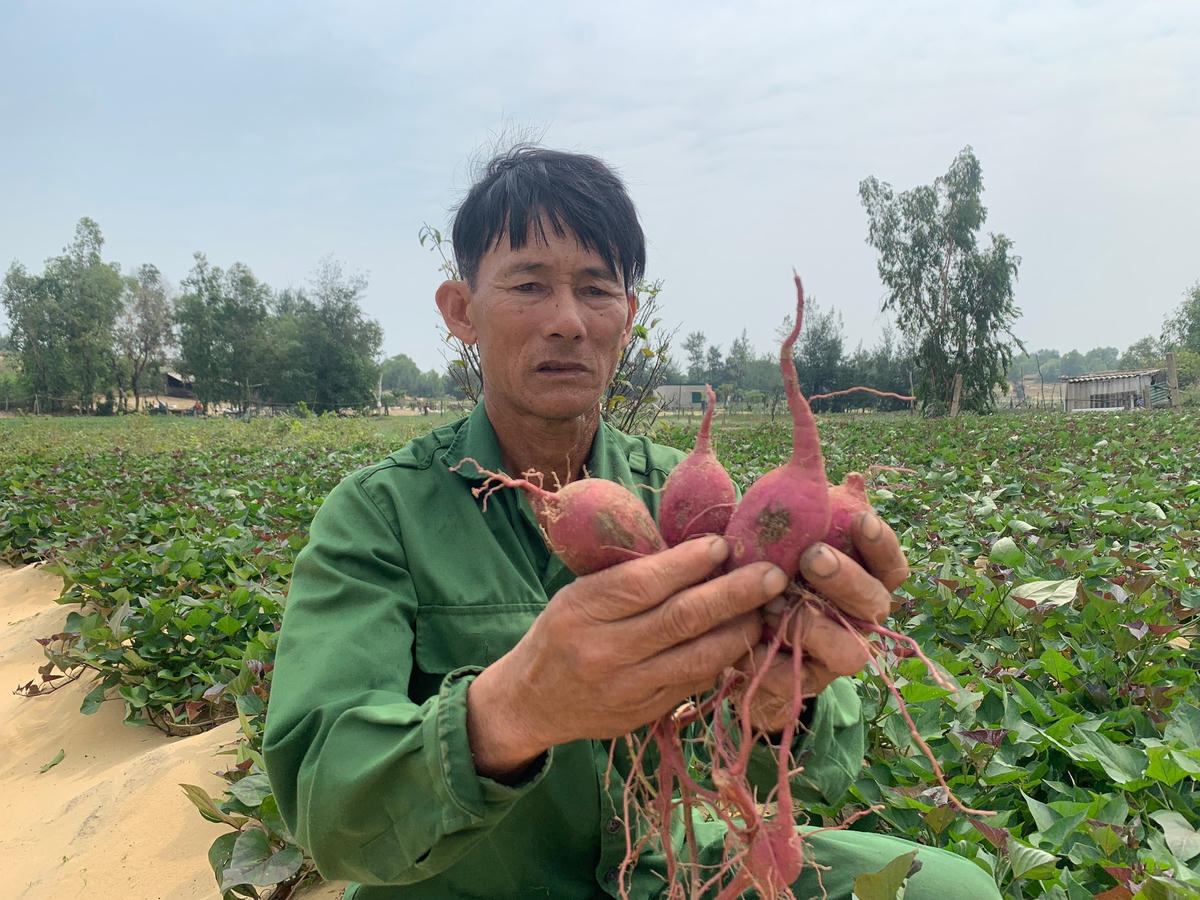 Những củ khoai lang tím được ông Học thu hoạch.