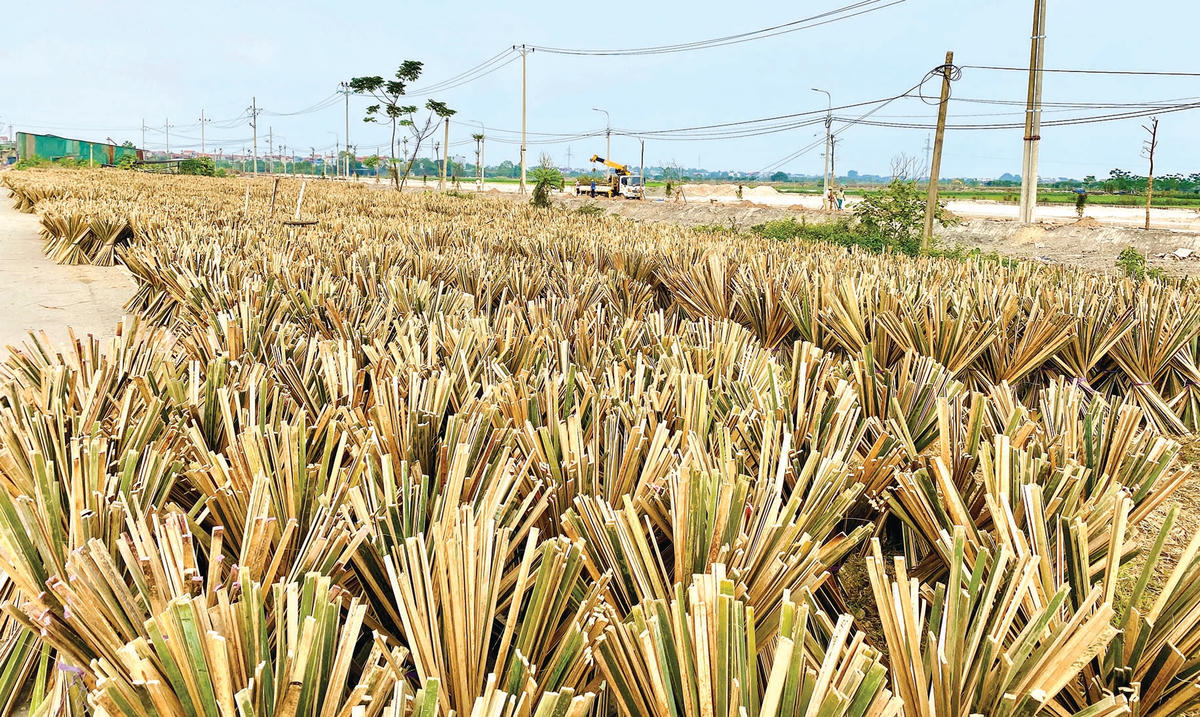 Phơi vầu trên đường làng.  