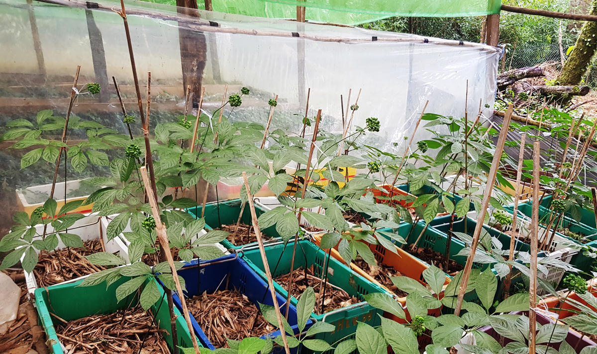 Sâm Ngọc Linh người dân trồng ở huyện Nam Trà My, Quảng Nam.