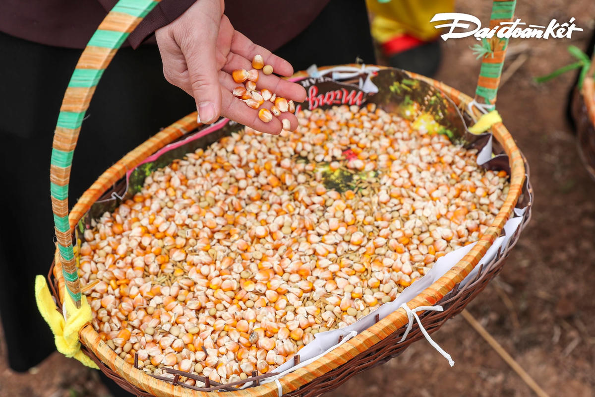 Lão nông 71 tuổi nhập linh khí quân vương hoá hình ảnh Vua Lê Đại Hành cày ruộng