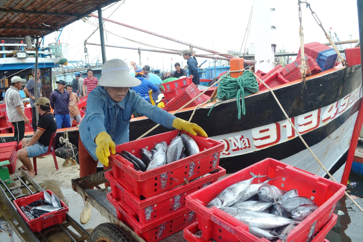 Hiệu quả từ nghề biển của ngư dân Quảng Nam.