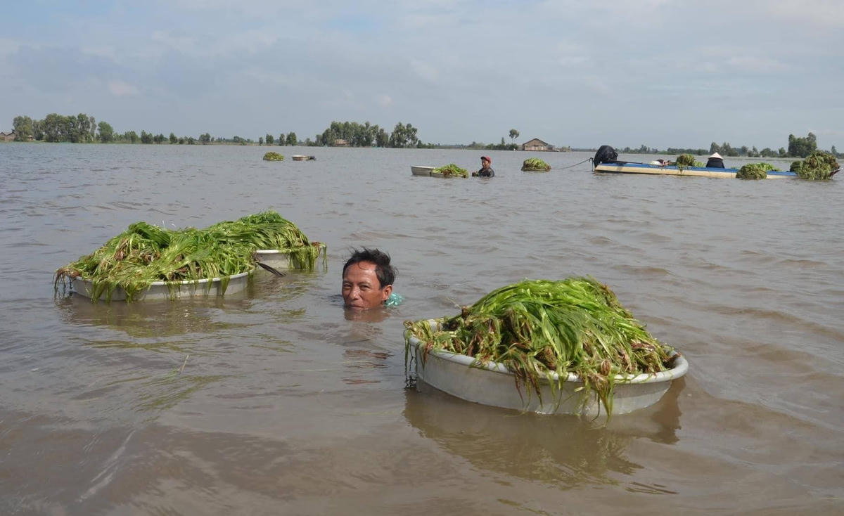Anh Thảo lặn lấy hẹ nước.