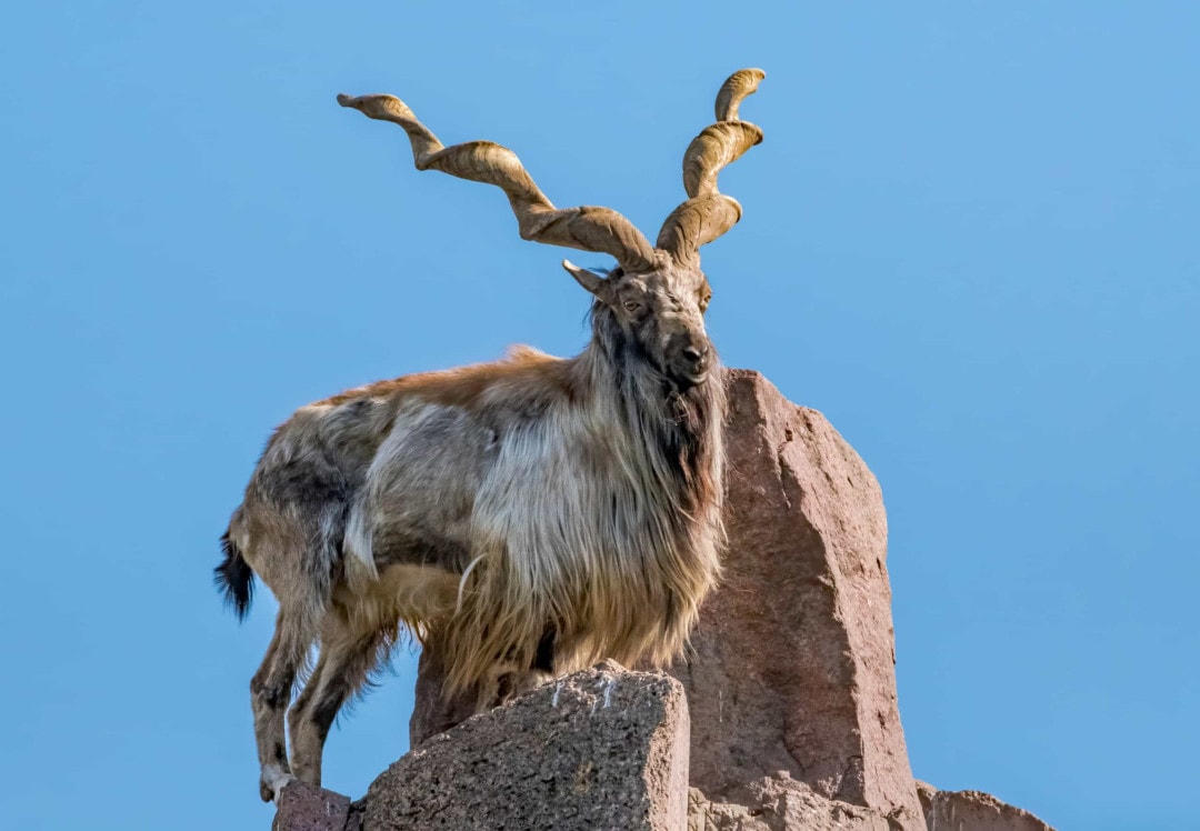 [Ảnh] Những chiếc sừng và gạc ấn tượng trong vương quốc động vật