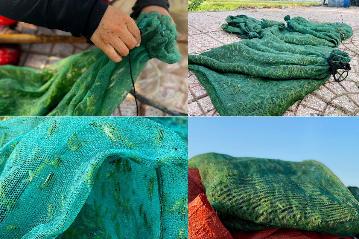 Những thợ săn cào cào chia sẻ, nghề này tuy vất vả nhưng giúp gia đình có thu nhập ổn định, những hôm trúng bãi có nhiều cào cào có thể kiếm được hơn triệu đồng, hôm nào ít cũng được khoảng 800.000 đồng. 