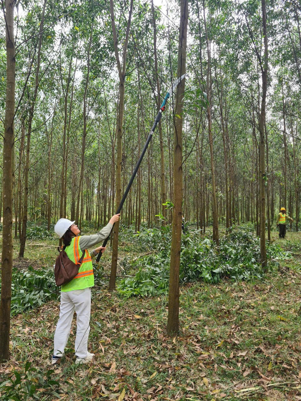 giao khoán rừng 30-72