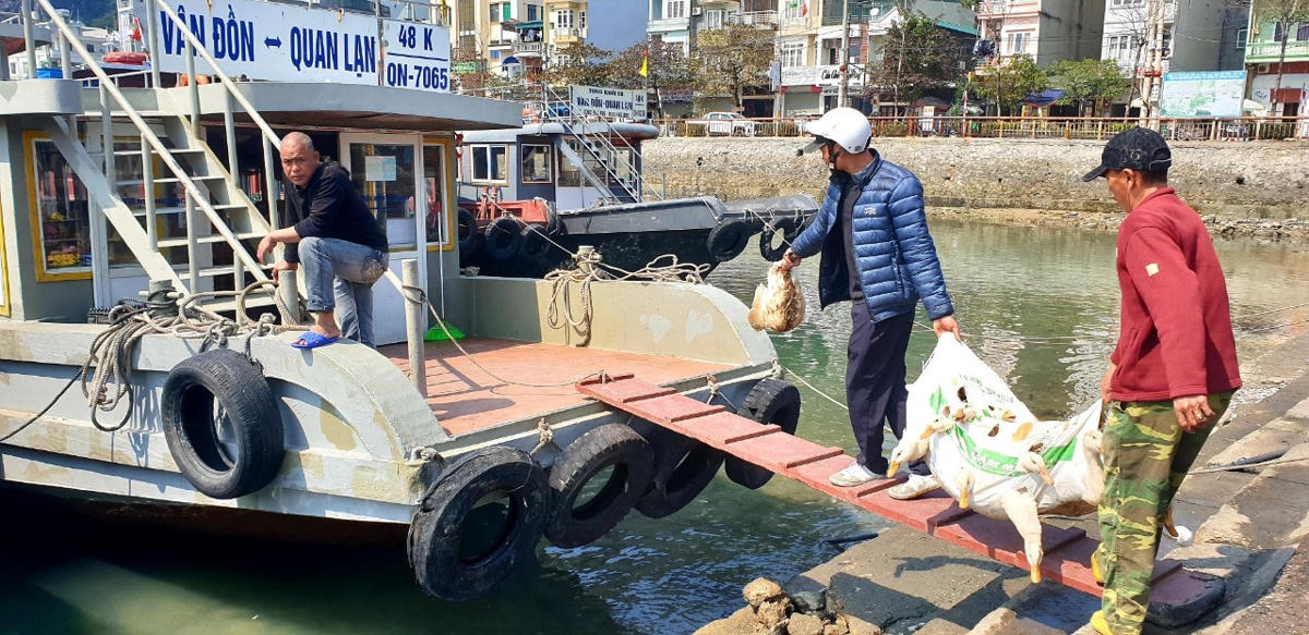 Các phương tiện thủy có đăng kiểm vận tải hàng hóa đồng thời chở hành khách đang hoạt động tại Cảng Cái Rồng đến thời điểm trước ngày 1/4/2023 và tàu chở công nhân đi làm ngoài vùng nội thủy tại các đơn vị trên địa bàn huyện Vân Đồn, được tiếp tục hoạt động tại Cảng thủy nội địa Cái Rồng từ ngày 5/4/2023.