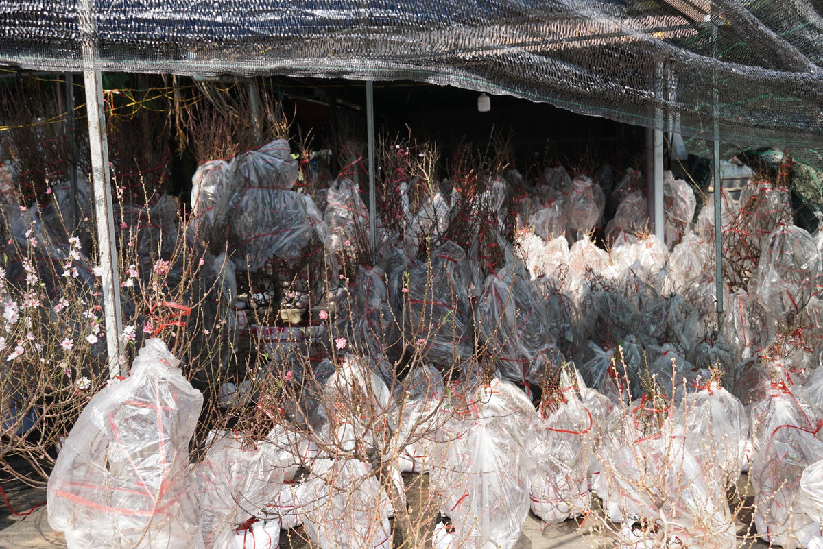 Một gian hàng chuyên hoa đào miền Bắc đang chất đống vì ế khách mua. Ảnh: Mạnh Thìn.