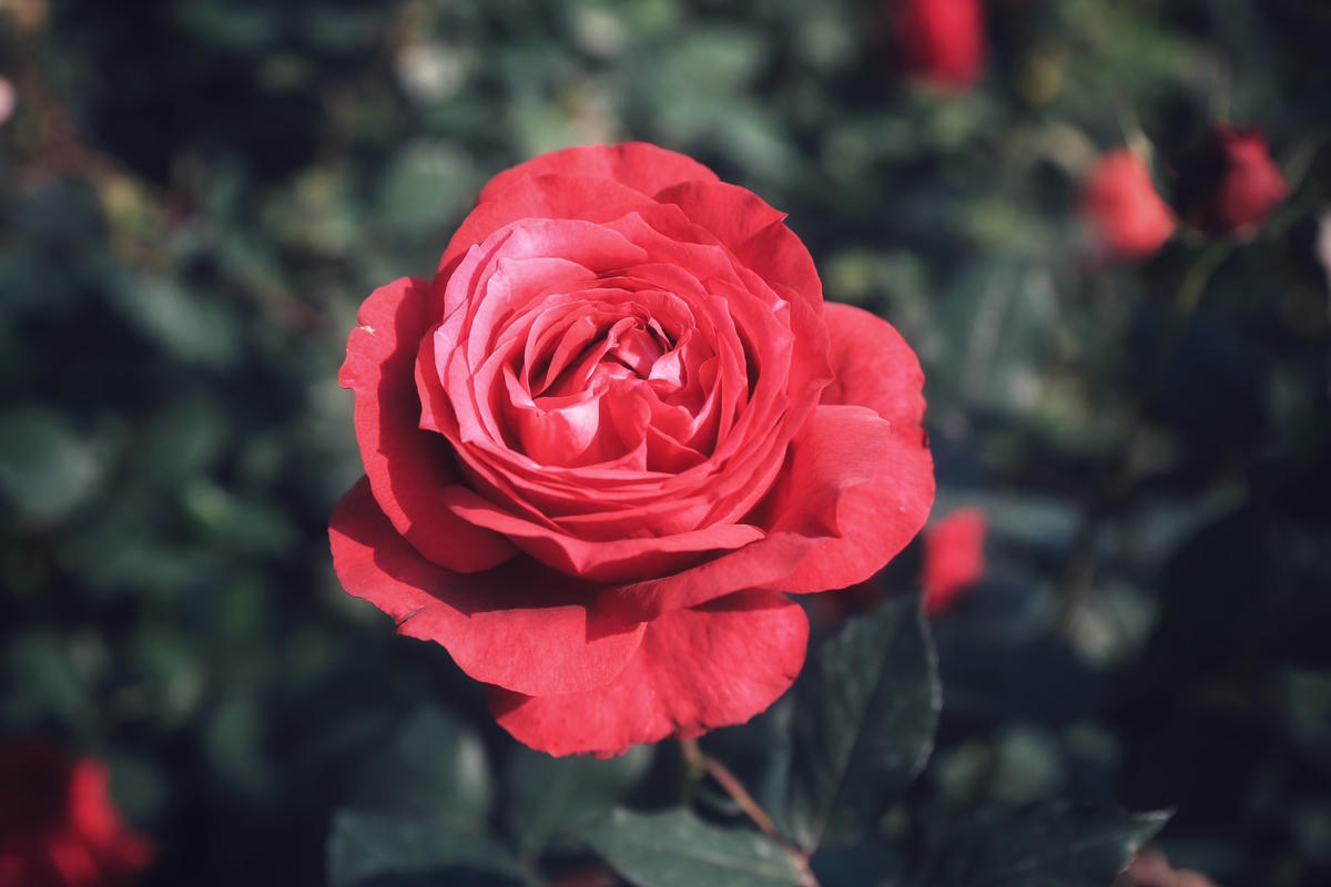 Theo chị Thủy, trước kia khi chưa trồng hoa hồng thì vườn đồi này chủ trước sử dụng trồng bưởi, đất đá khô cằn, nhiều đá nên vợ chồng chị đã cải tạo lại đất đồng thời bổ sung thêm nhiều phân gà, tro, trấu... để đất tơi xốp trở lại trước khi trồng hoa hồng.