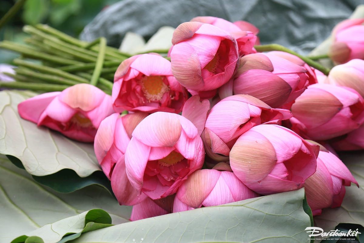 sen_bach_diep_ho_tay-le-khanh15.jpg