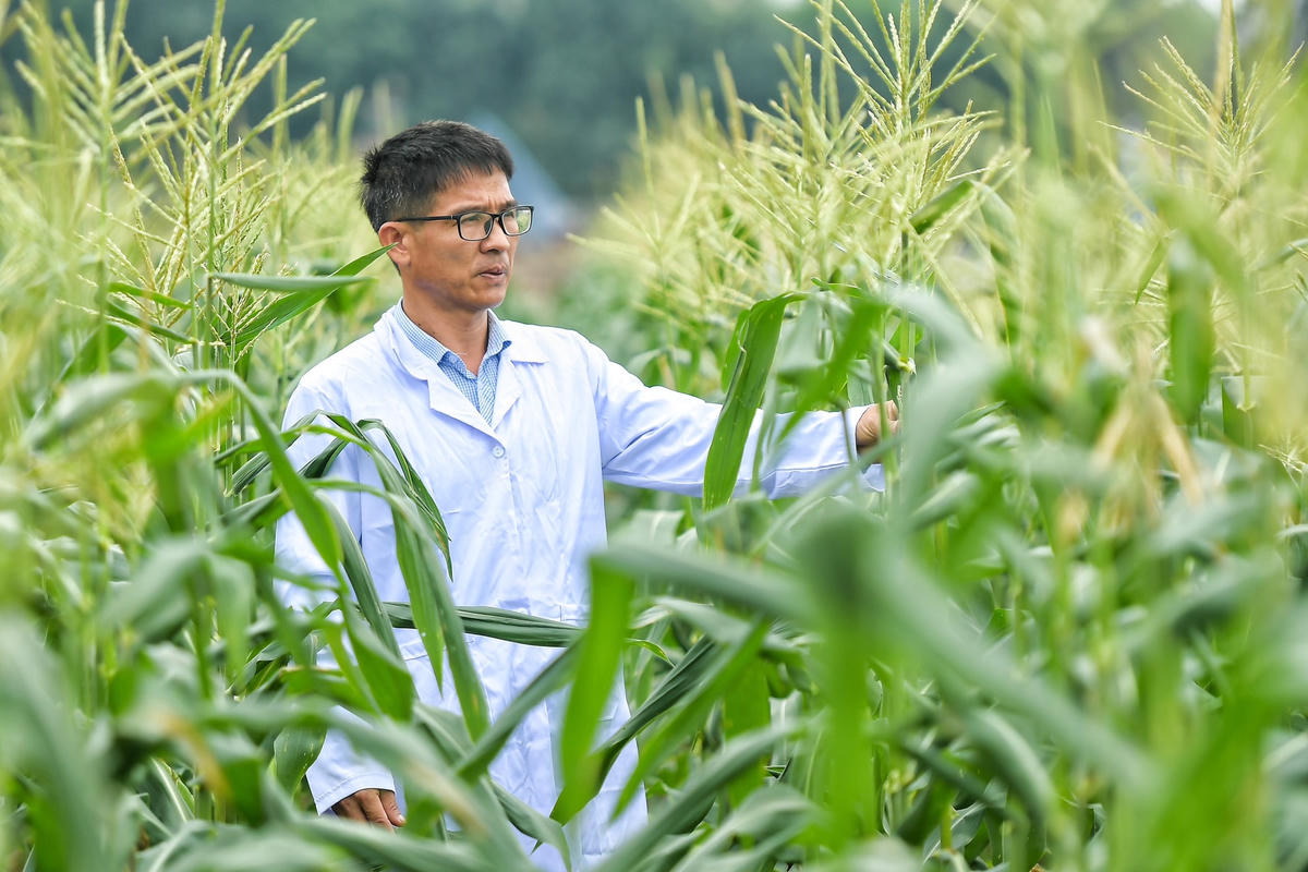 Những cây ngô này được nhóm nghiên cứu quan sát, chăm sóc cẩn thận để tạo ra quy trình trồng đạt chuẩn, đưa giống ngô ra thị trường.