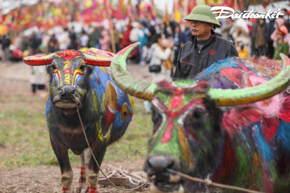 Những con trâu được chọn đều là những con trâu có hình thức đẹp, sừng vuông vắn, cân đối hình bánh tẻ và rất dạn dĩ, không hoảng sợ trước đám đông và âm thanh lớn.
