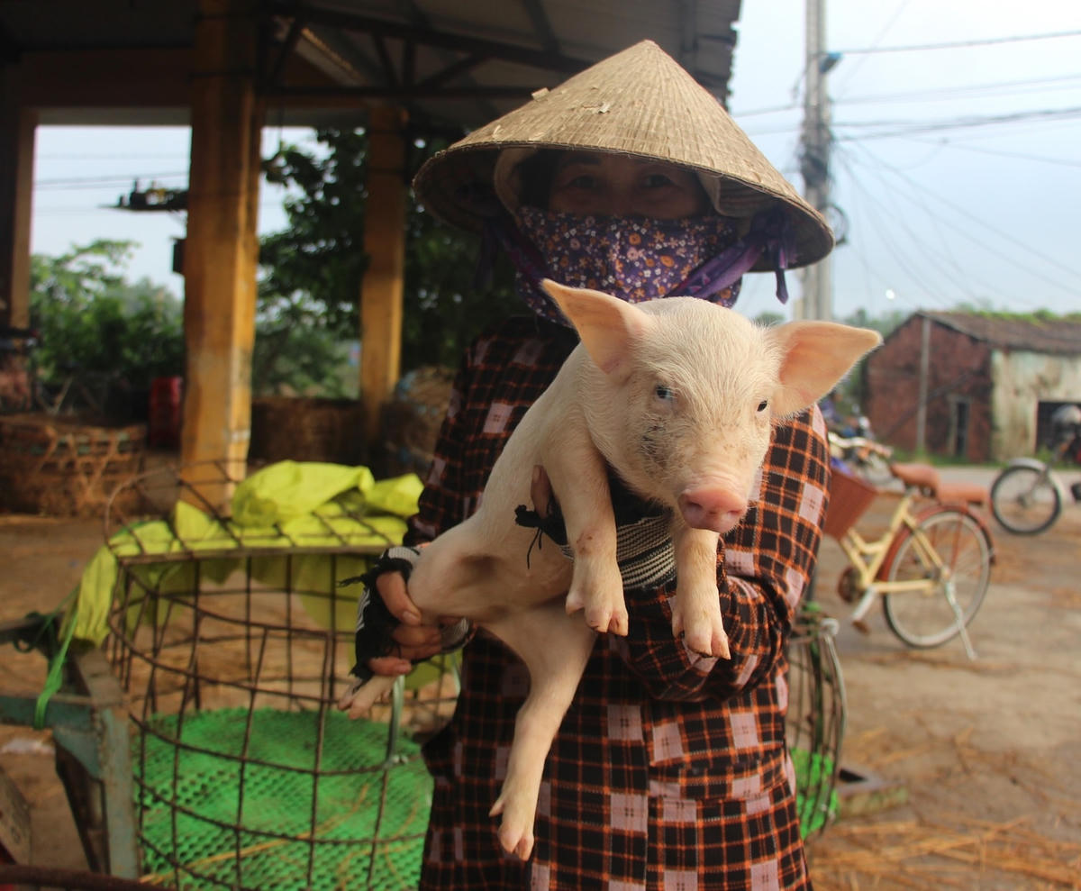Những chú heo khỏe mạnh được đem đi bán.
