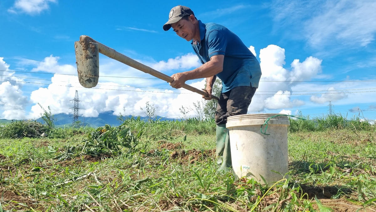 Người dân dùng cuốc đào đất để tìm miệng hang bắt dế.