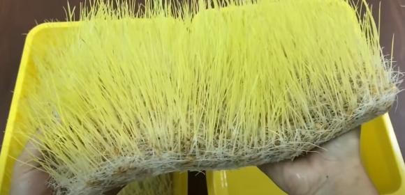Ủ mầm thóc làm kẹo mạ.  