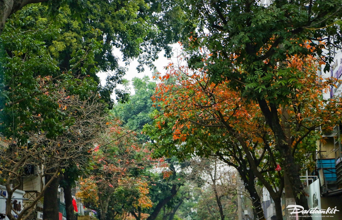 W_ha_noi_mua_la_do-le-khanh12.jpg