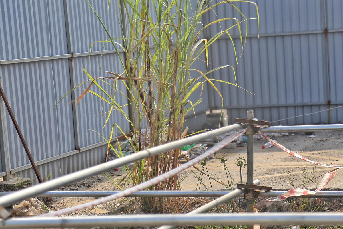 Cỏ dại mọc um tùm do lâu ngày không có người tới làm việc.