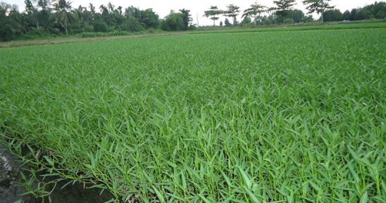 UBND TP Hải Phòng đề xuất dừng hỗ trợ phát triển vùng sản xuất rau, quả do không có nhà máy chế biến rau, quả. 