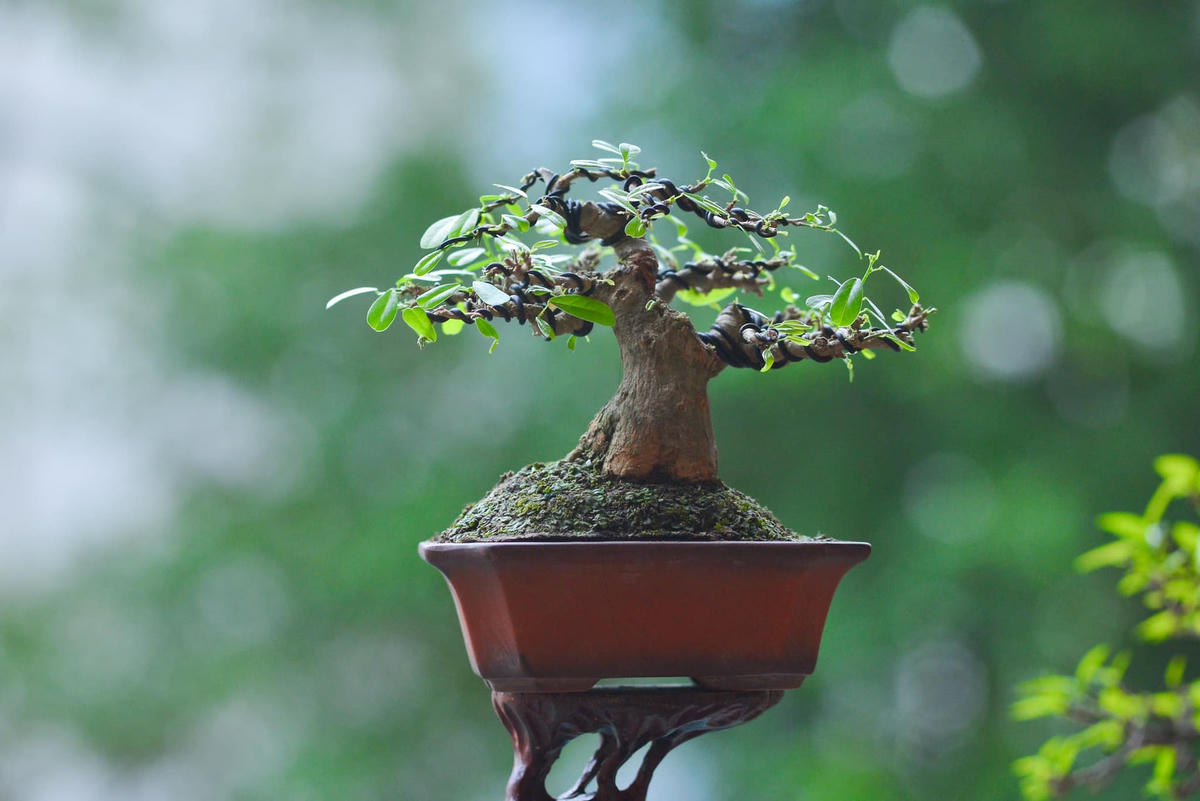 Ngắm bộ sưu tập cây bonsai 'có một không hai' của chàng trai 9x
