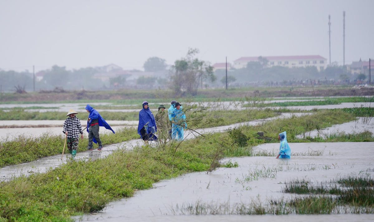Bà con chia thành từng nhóm, đi dọc theo những bờ ruộng cao để tìm chuột. Ảnh: Cẩm Kỳ