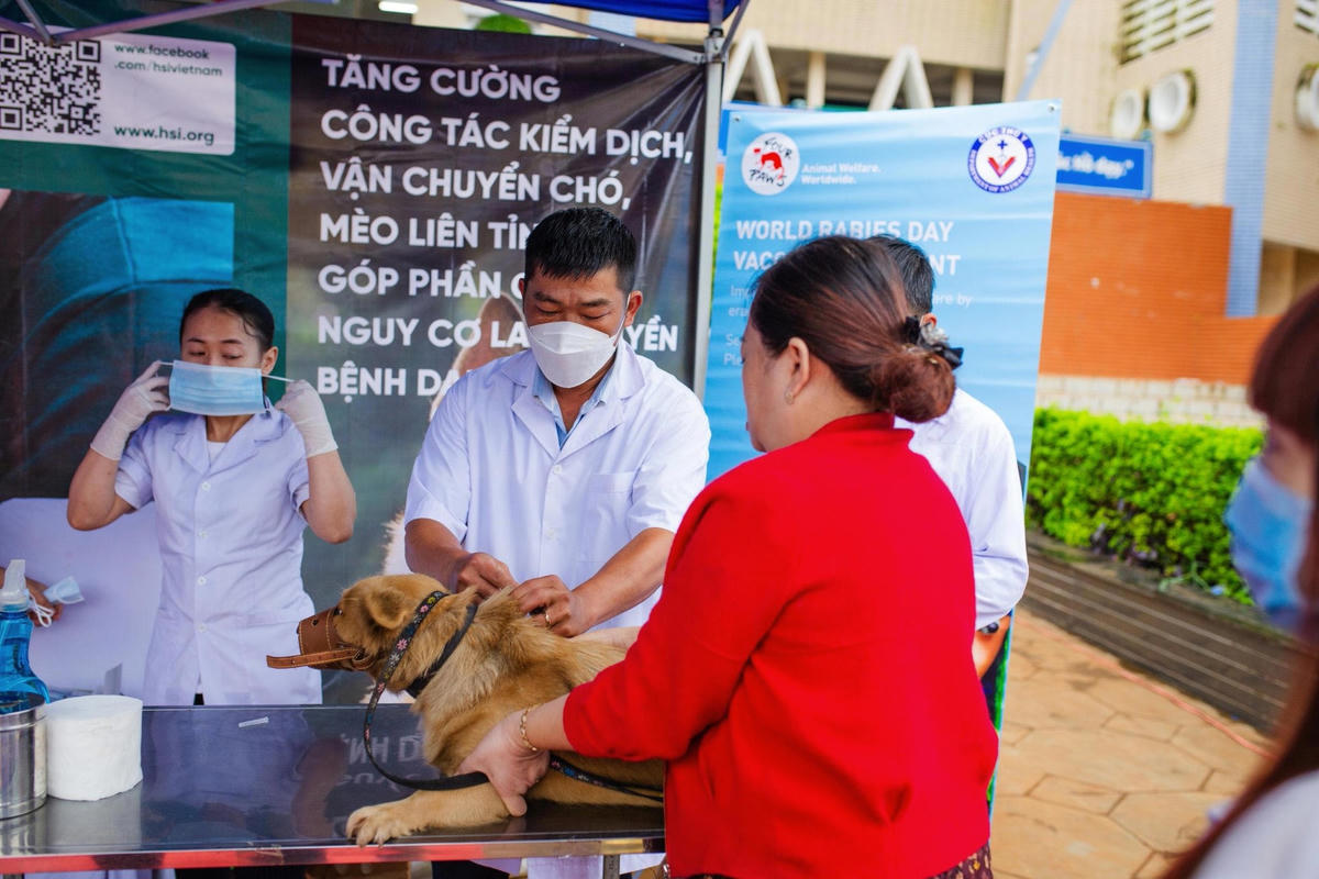 Việc tiêm chủng do chuyên gia của FOUR PAWS và các cán bộ thú y tỉnh Gia Lai thực hiện.