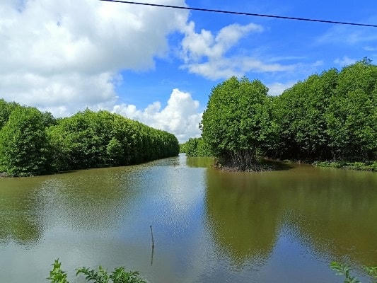Nuôi tôm dưới tán rừng ở xã Viên An Đông, huyện Ngọc Hiển, tỉnh Cà Mau.