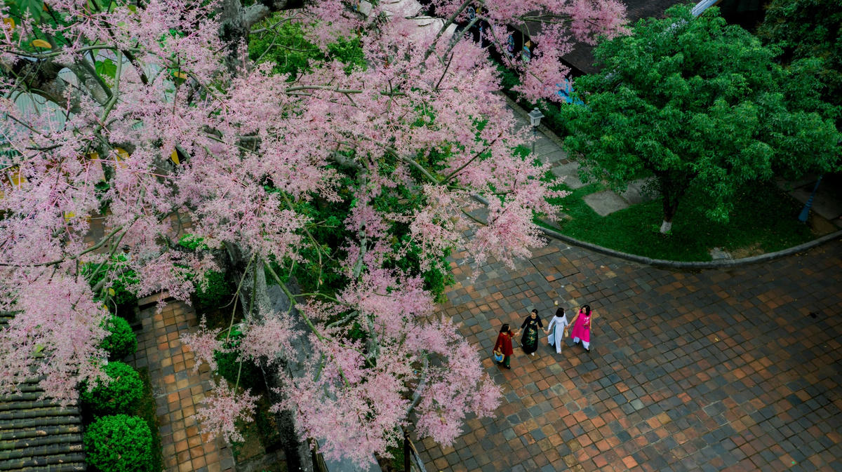 [ẢNH] Rực rỡ sắc hoa Ngô đồng trong Hoàng cung Huế