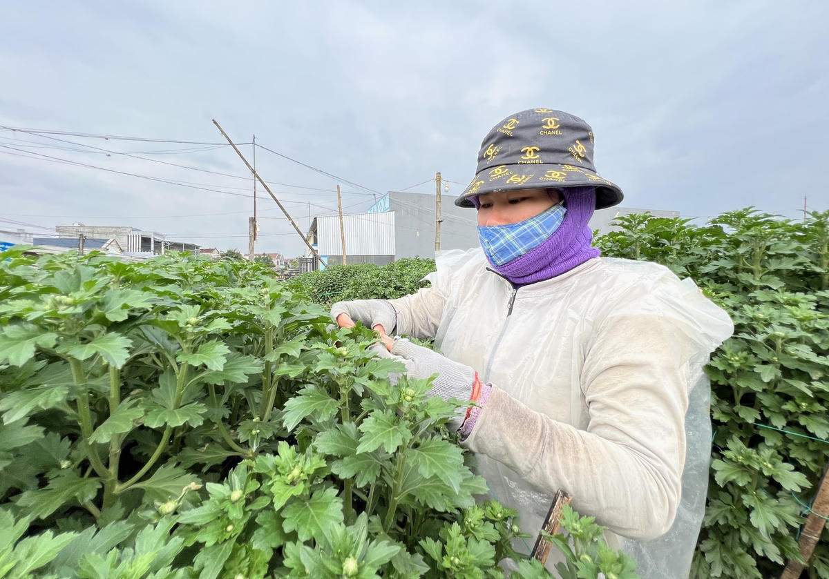 Người dân đang chăm sóc các chậu hoa cúc.