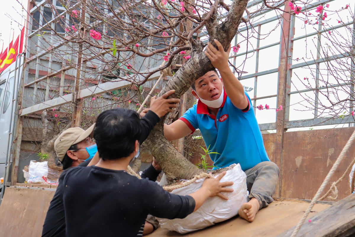 Thế nhưng ngược lại với người mua, người bán thấp thỏm từng giờ vì Tết đã cận kề mà hoa, cây cảnh chưa bán được bao nhiêu khiến người kinh doanh hoa, cây cảnh Tết ở Quảng Bình như ngồi trên đống lửa.