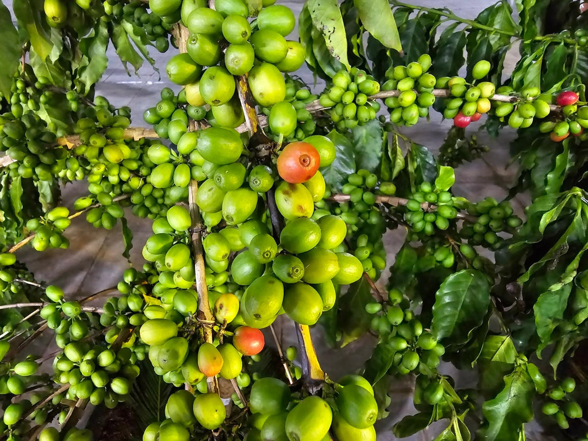 Khai mạc Lễ hội cà phê tỉnh Sơn La