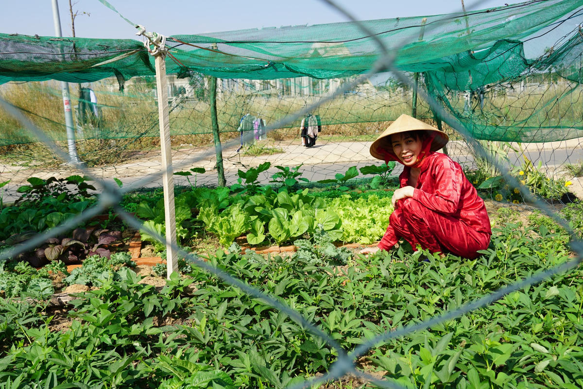Nhớ ruộng vườn, chị Nguyễn Thị Hiệp trồng thêm vườn rau để cải thiện bữa ăn tại nơi ở mới thuộc khu TĐC. Ảnh: Mạnh Thìn.