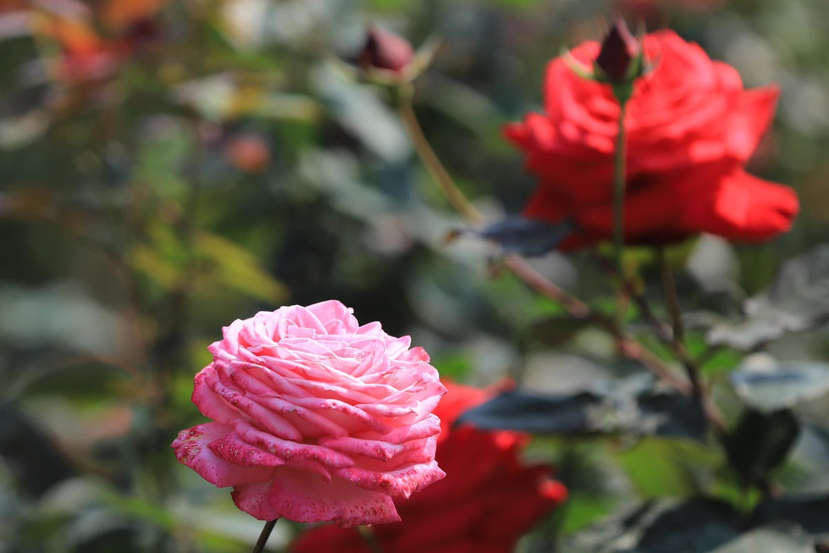 Hà Nội: Ngắm hơn 10.000 cây hoa hồng ngoại đua nhau khoe sắc rực rỡ