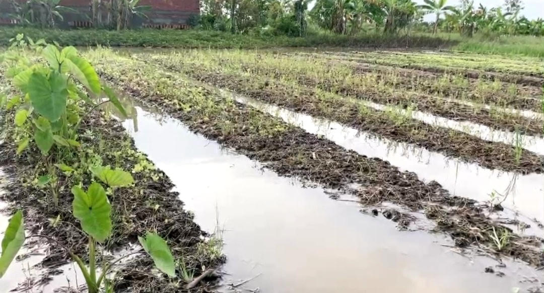 Nhiều hoa màu bị ngập tả tơi.