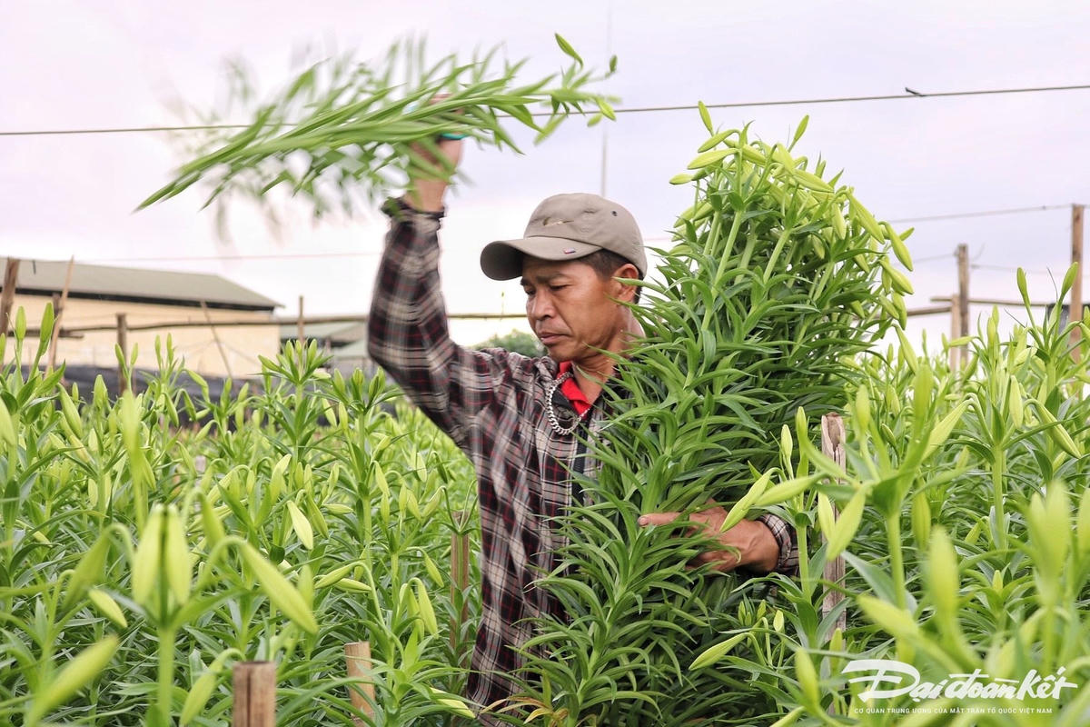 hoa_loa_ken-le-khanh4.jpg