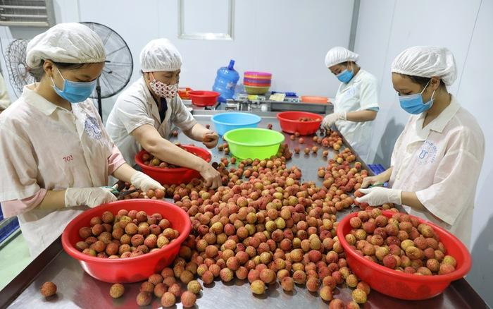 Vải thiều được nhiều thị trường trên thế giới ưa chuộng.