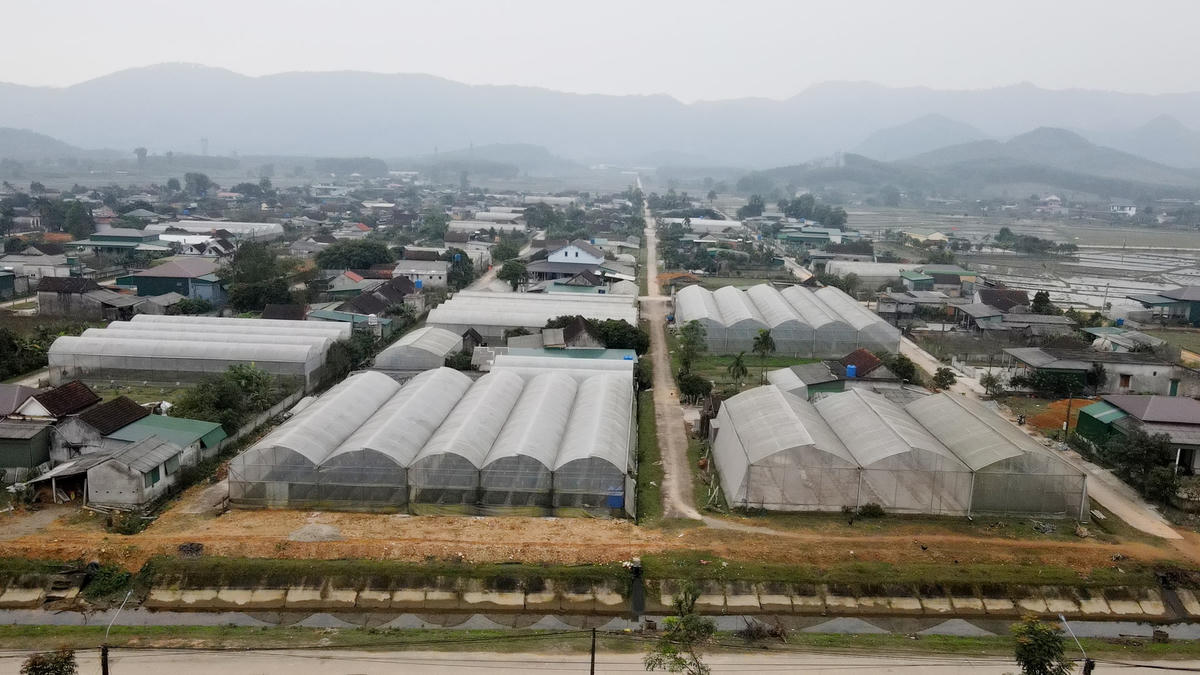 Trao đổi với phóng viên, ông Trần Bá Hoành, Chủ tịch UBND xã Lưu Vĩnh Sơn cho biết, vụ hoa năm nay, toàn thôn Xuân Sơn có 30 hộ xuống giống hoa Tết, với diện tích trồng hơn 2 ha, chủ yếu là giống cúc Đà Lạt. Nguồn thu nhập từ trồng hoa, có gia đình đạt 100-200 triệu đồng mỗi năm. Đây cũng là nơi cung cấp hoa chủ yếu cho TP. Hà Tĩnh và các đầu mối ở vùng lân cận trong dịp Tết Nguyên đán. 